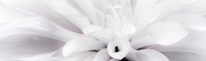 Black Dahlia